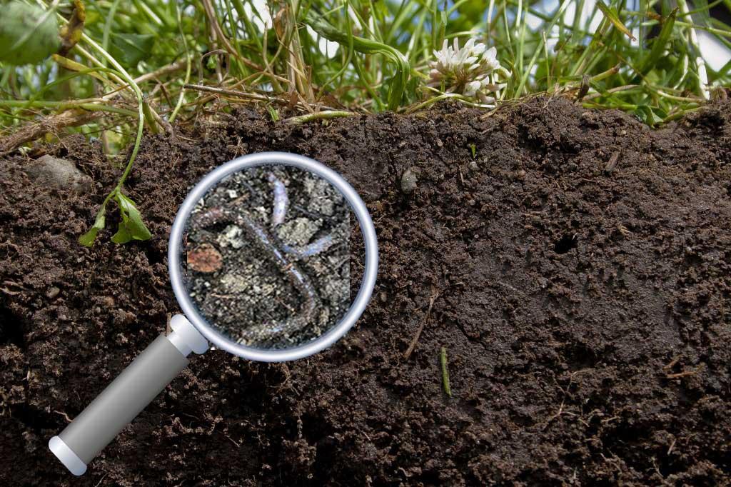 Making The Soil Work For You By Increasing Humus